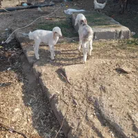 دوتا بره نر