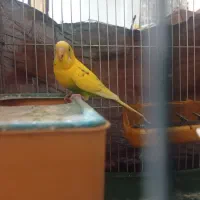 یک جفت مرغ عشق نروماده باتخم