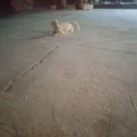 سگ گمشده