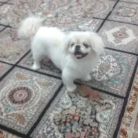 سگ شیتزو خندان|سگ|پردیس, فاز ۱۱|دیوار