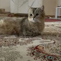 گربه بریتیش