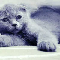 گربه اسکاتیش فولد|گربه|مشهد, ولیعصر (شهرک غرب)|دیوار