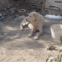 لاس درجه یک|سگ|اصفهان, قائمیه|دیوار