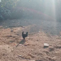 مرغ خوروس برهما بالق تخمگذار|حیوانات مزرعه|مزرعه کتول, |دیوار