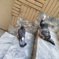 کبوتر مسافتی|پرنده|مشهد, قائم|دیوار