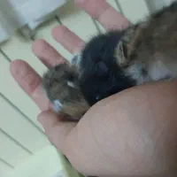 همستر|موش و خرگوش|اصفهان, کنگاز|دیوار