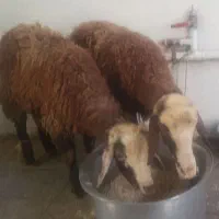 گوسفند زنده تک و عمده (ارزان)
