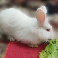 خرگوش لپ|موش و خرگوش|تبریز, |دیوار