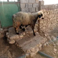 قوچ بره|حیوانات مزرعه|دهدشت, |دیوار