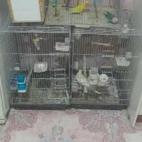 پرنده عروس و برزیلی|پرنده|لالجین, |دیوار