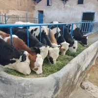 گوساله سیمینتال ۲۵۰کیلو نر