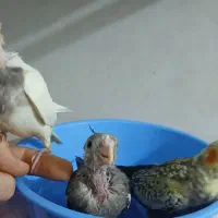 جوجه عروس هلندی