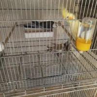 عروس هلندی و قفس هشت خان|پرنده|ساوه, |دیوار