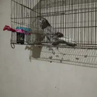 کبوتر|پرنده|اردبیل, |دیوار