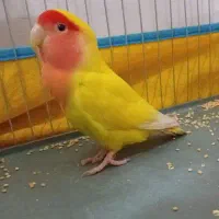 طوطی|پرنده|کرمان, |دیوار