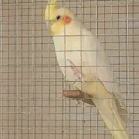 عروس هلندی گمشده