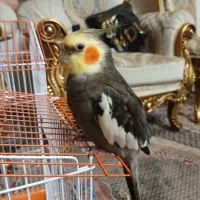 عروس هلندی