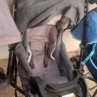 کالسکه توسی اسپورت درحدنو وروروک موزیکال سالم|کالسکه و لوازم جانبی|شیراز, علوم پزشکی|دیوار