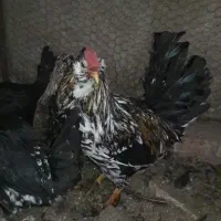 تخم نطفه دارگلین وخروس ونیمچه خروس گلین|حیوانات مزرعه|زرند, |دیوار