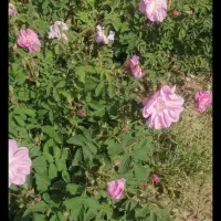 گل محمدی