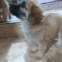 فروش سگ وتوله شیتزو وروباهی  آپارتمانی