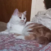 گربه بازیگوش