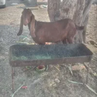 بز پاگستانی ابسن