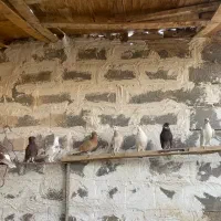 کبوتر|پرنده|بادرود, |دیوار