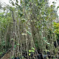 فروش نهال فندق گلدانی ریشه پرس وریشه لخت|خدمات باغبانی و درختکاری|رحیمآباد, |دیوار