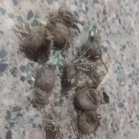 پیاز گل نرگس