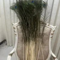 پرطاووس اصل