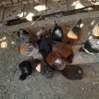 مرغ تخم گذار بومی