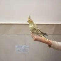 جوجه عروس هلندی 5ماهه|پرنده|قنوات, |دیوار