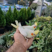 جوجه عروس درجه ۱