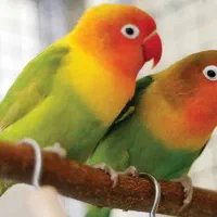 طوطی برزیلی فروش فوری