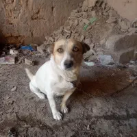 پاکوتاه|سگ|چناران, |دیوار