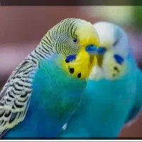 فروش مرغ عشق