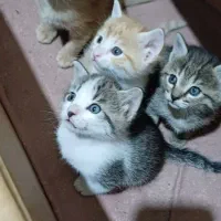 واگذاری بچه گربه سه ماهه|گربه|کرج, خرمدشت|دیوار