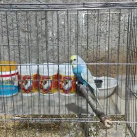 یک عدد مرغ عشق نر اسپانگل با قفس|پرنده|بندر گناوه, |دیوار