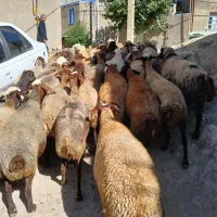 تعداد ۳۸راس گوسفند آبستن سنگین جوان شیره دار|حیوانات مزرعه|کرمانشاه, |دیوار