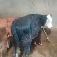 سه عدد گوساله نر