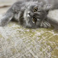 نظافتچی برای پانسیون گربه