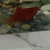 ماهی اکواریومی قیمت مناسب|ماهی|زاهدان, |دیوار