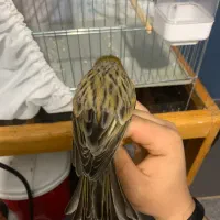 قناری نر بخون|پرنده|خلخال, |دیوار