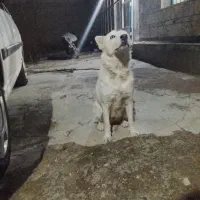 سگ هاسکی|سگ|اصفهان, گورتان|دیوار