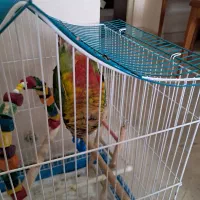 طوطی گرینجیک|پرنده|بومهن, |دیوار