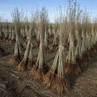 فرصتی برای احداث باغ صنوبر هدیه برای خریداران عمده|گل و گیاه طبیعی|رودبار (کرمان), |دیوار