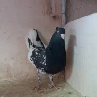 کله سیاه|پرنده|تربت جام, والفجر|دیوار