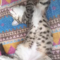 گمشده
