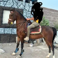اسب مادیان سواری دار